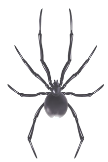 Spider_Decoration_Picture